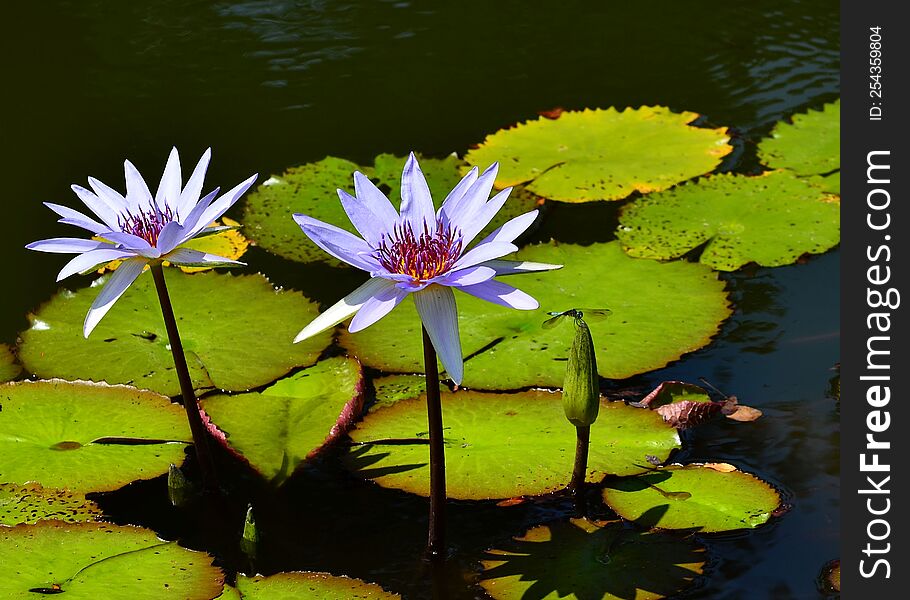 Flowers in a pond with lily pads.