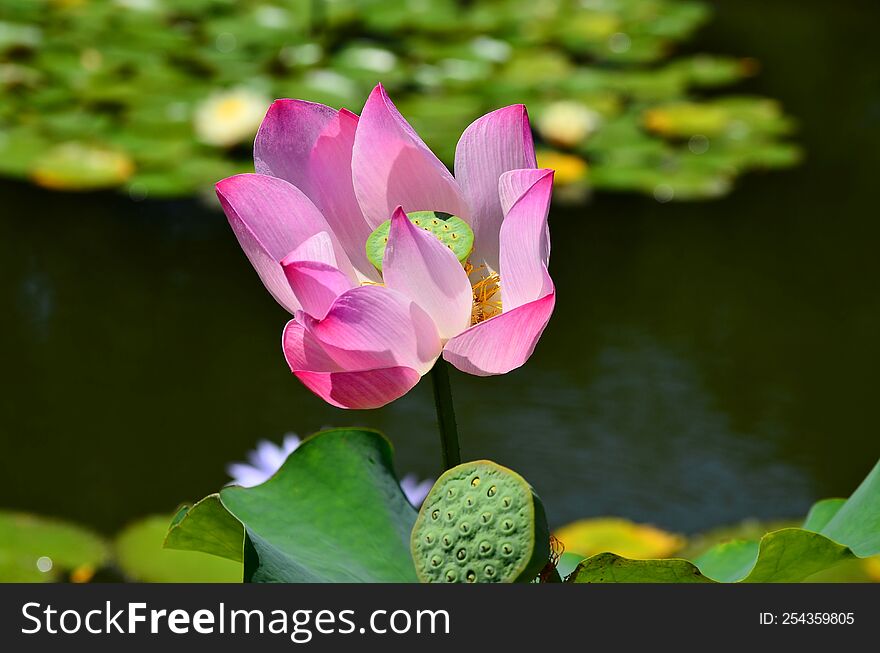 A bright pink lotus flower.