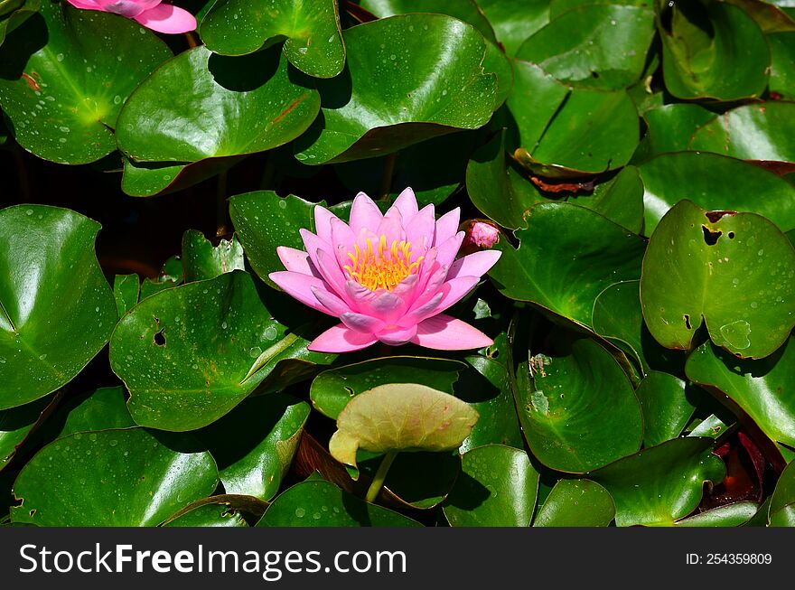 A bright pink lotus flower.