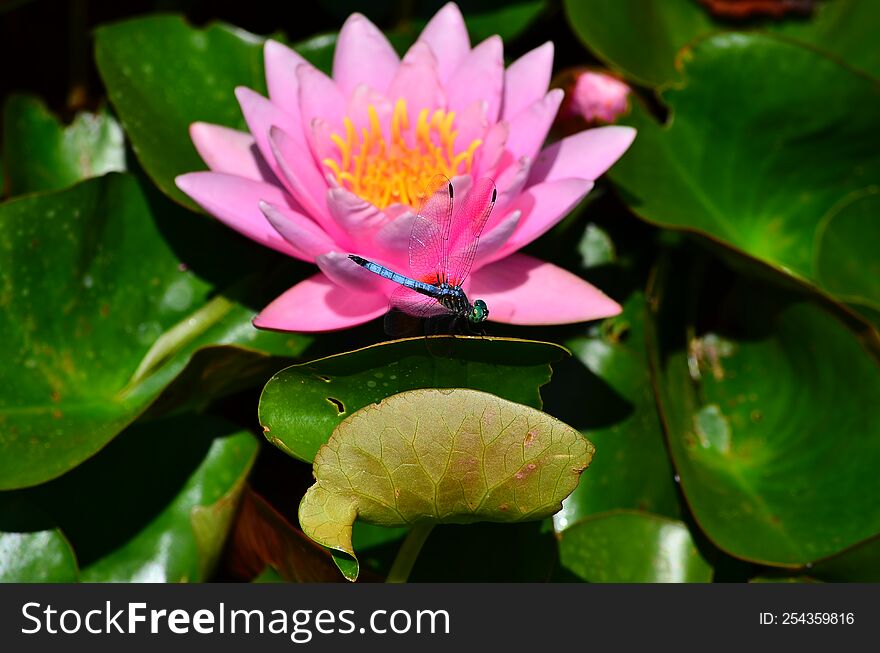 A bright pink lotus flower and a dragonfly.