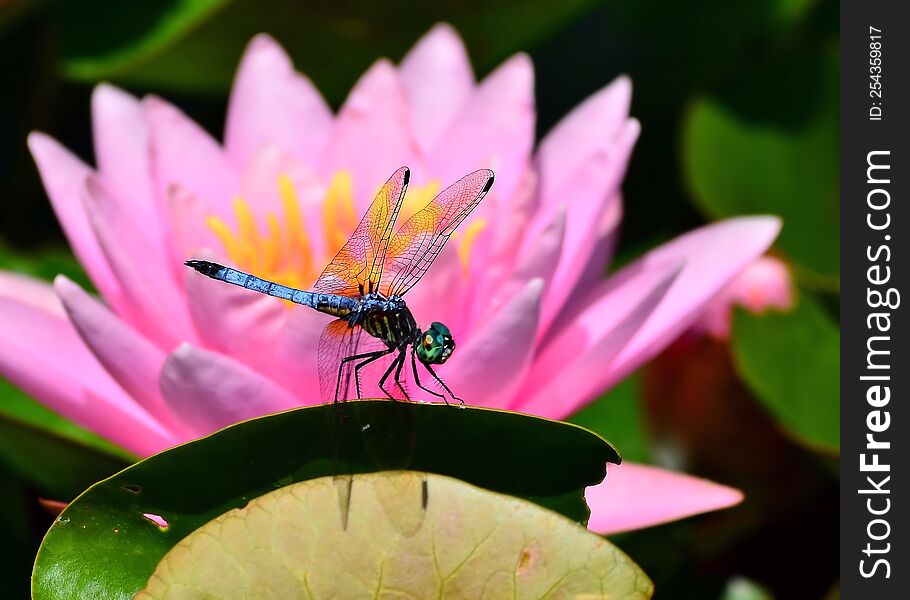 A bright pink lotus flower and a dragon fly.