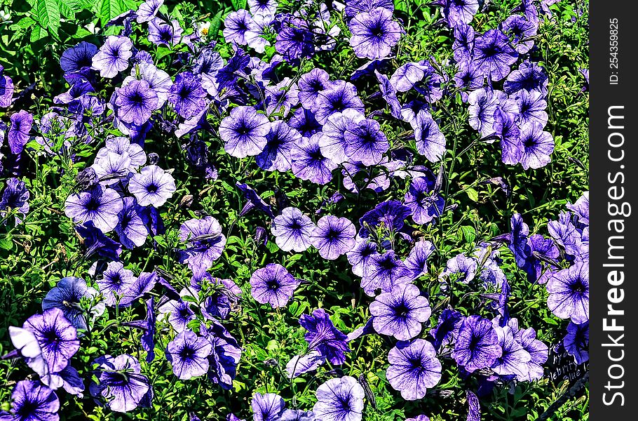 Vivid purple flowers all over
