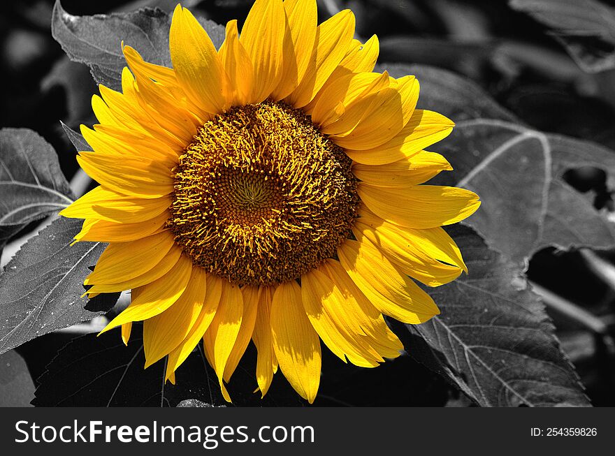 A sunflower in full bloom