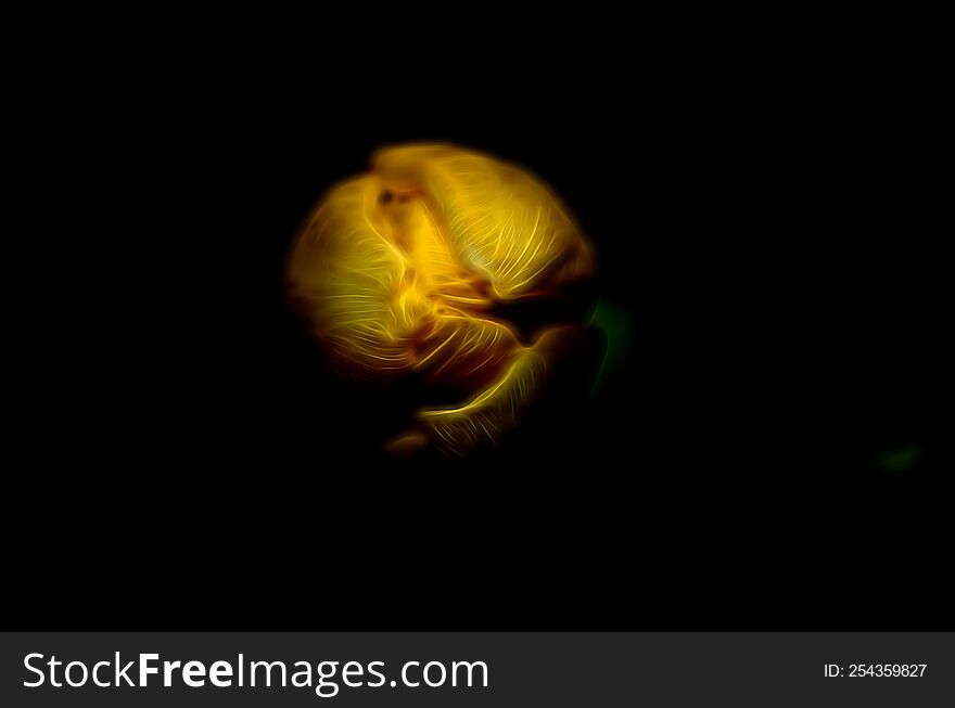 A Yellow Tulip Coming From The Dark