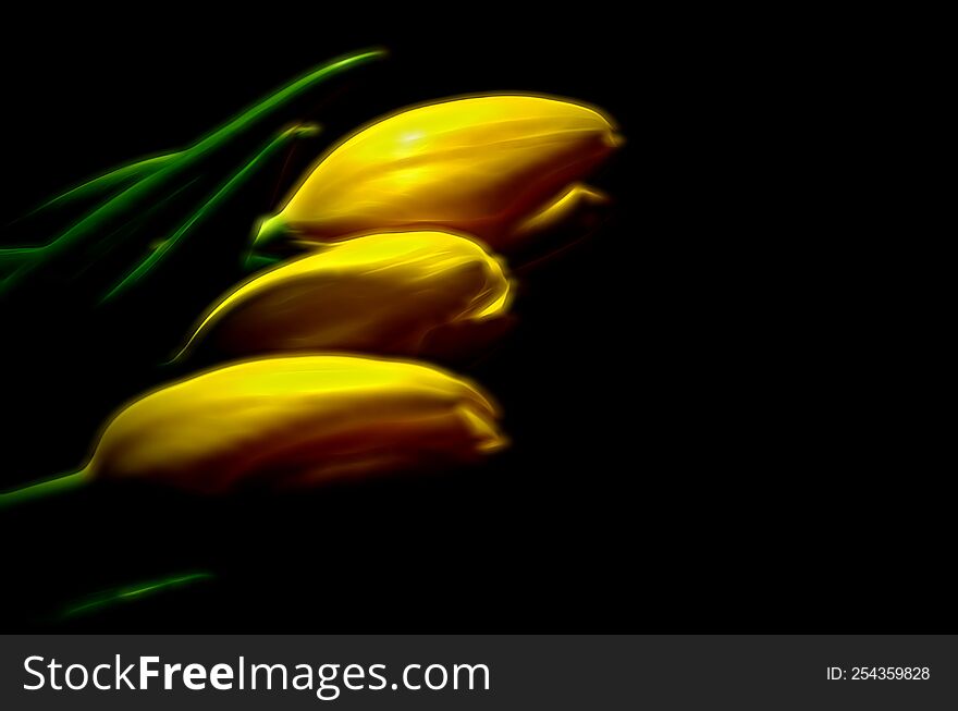 Three yellow tulips in a dark room