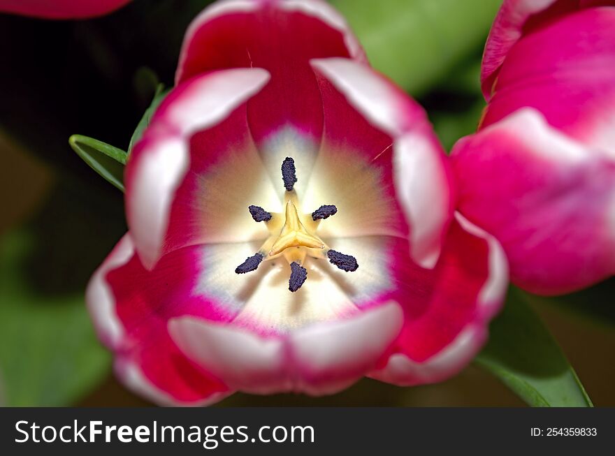 A close up shoot of a pink flower