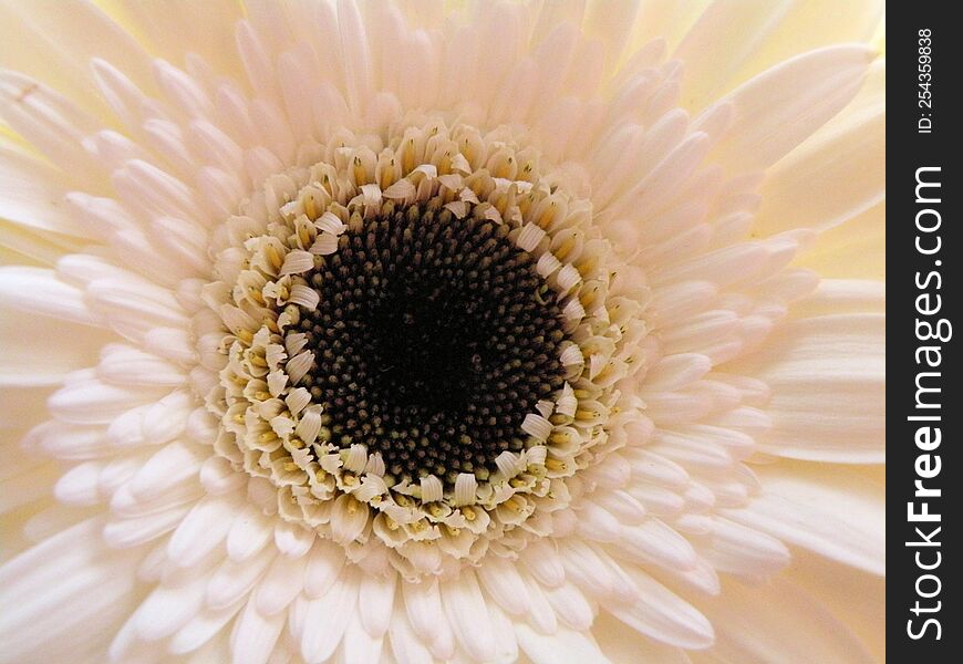 A Close Up Shoot Of A White Flower