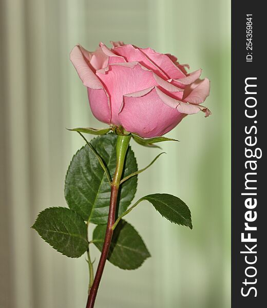 A close up of a pink rose