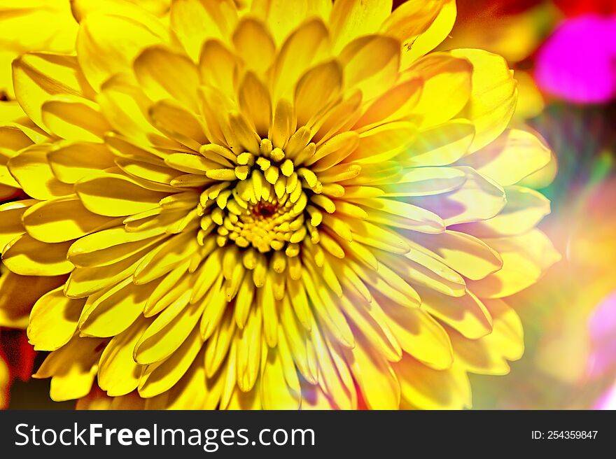 A close up shoot of a yellow flower