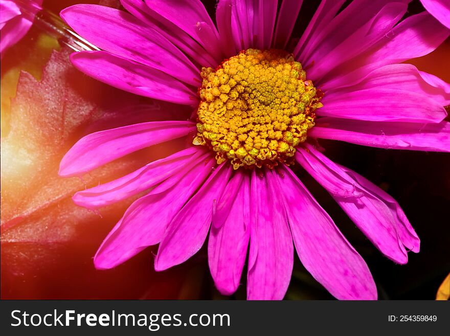 Close Up Of A Purple Flower