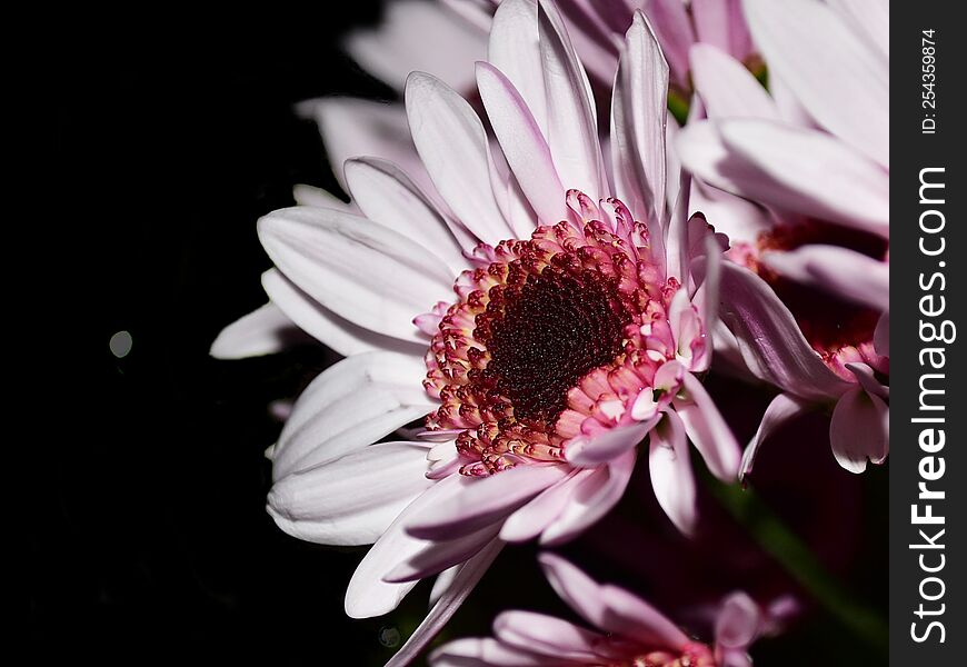 Close Up Of A Pink Flower