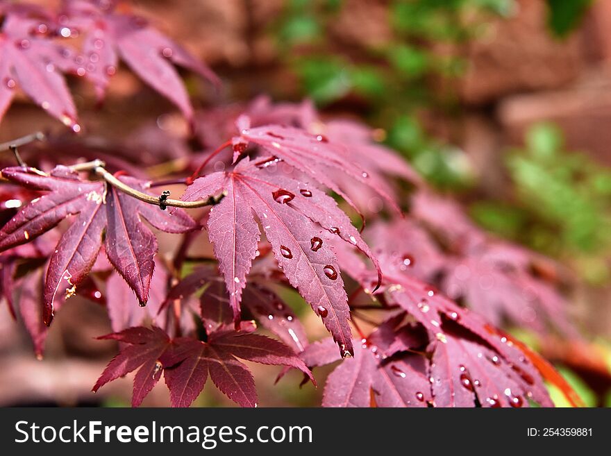 Spring Showers Leaving Wet Leaves