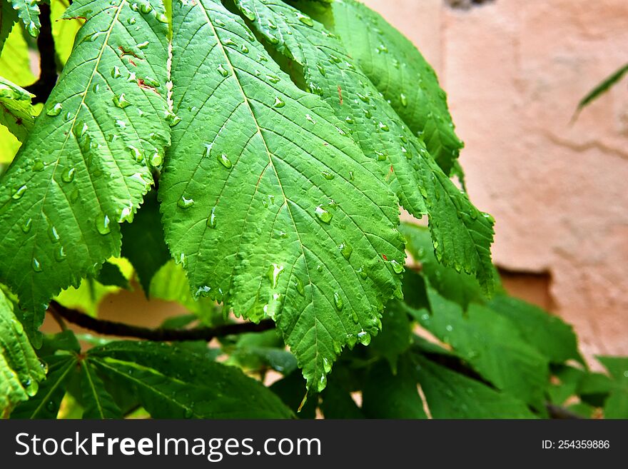 Spring Showers Leaving Wet Leaves