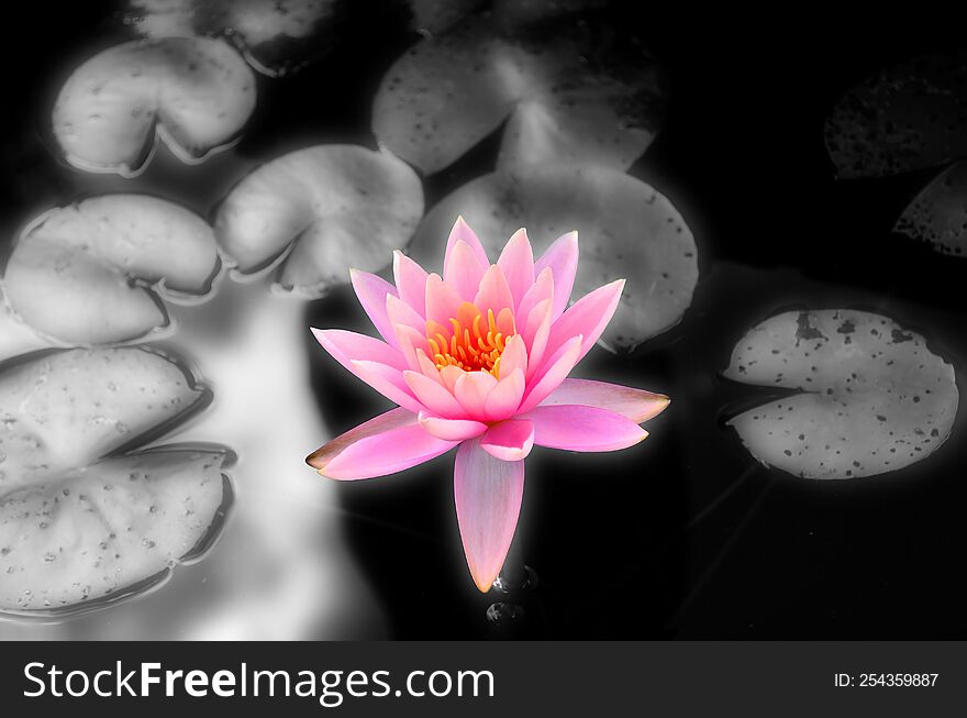The pink lotus in a pond