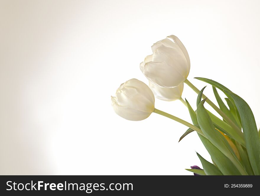 Three White Tulips Leaning Towards The Light