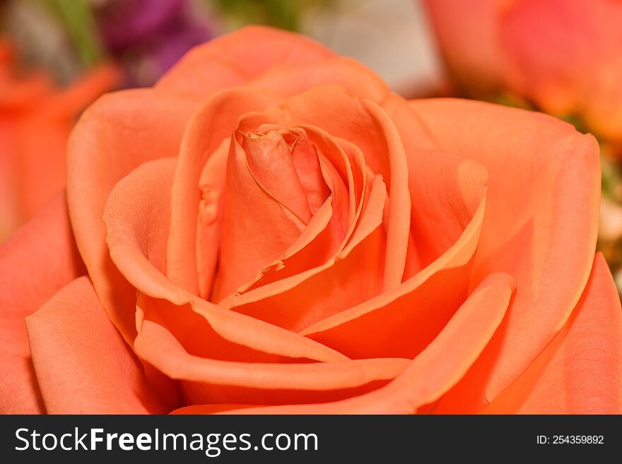 Close Up Of A Rose