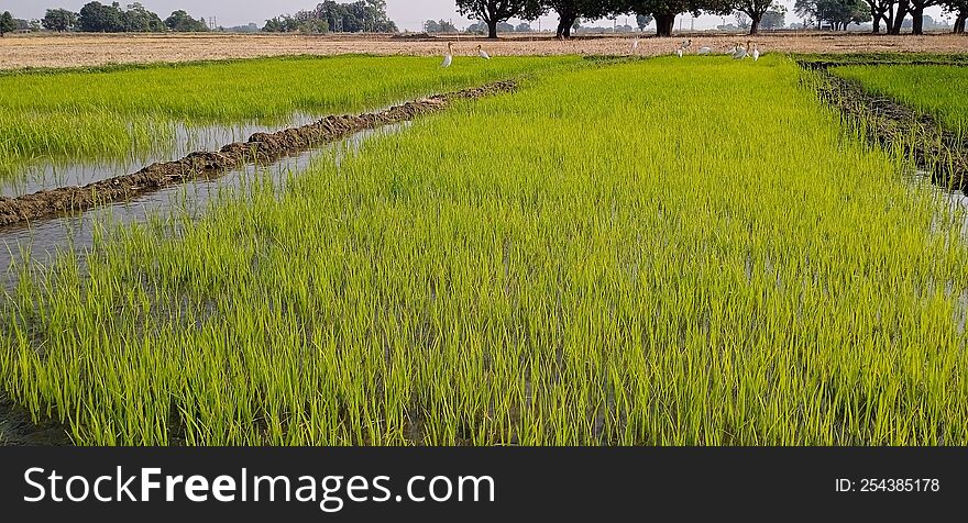 Nursery of rice paddy crops field