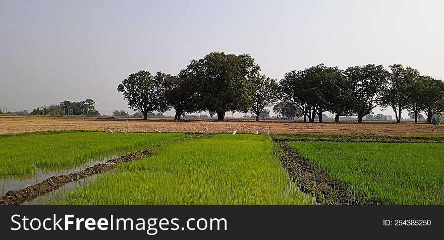 Nursery of rice paddy and mango tree
