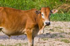 Thai Cow Stock Image