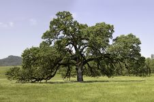Mature Oak In Pope Valley Royalty Free Stock Photos Mature Oak In Pope Valley Royalty Free Stock Photos