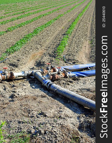 Water pipes used for watering tomatoes rows in a field