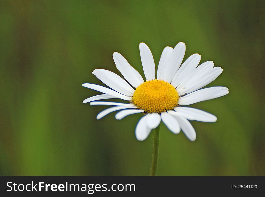 A delicate daisy against a green background. A delicate daisy against a green background