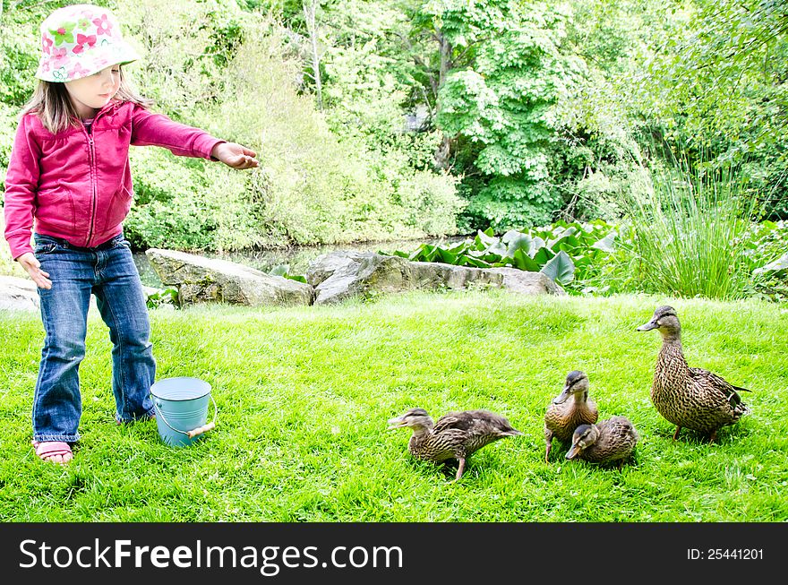 Pretty little girl feeds ducklings while their mother watches over her brood at a neighborhood pond. Pretty little girl feeds ducklings while their mother watches over her brood at a neighborhood pond.