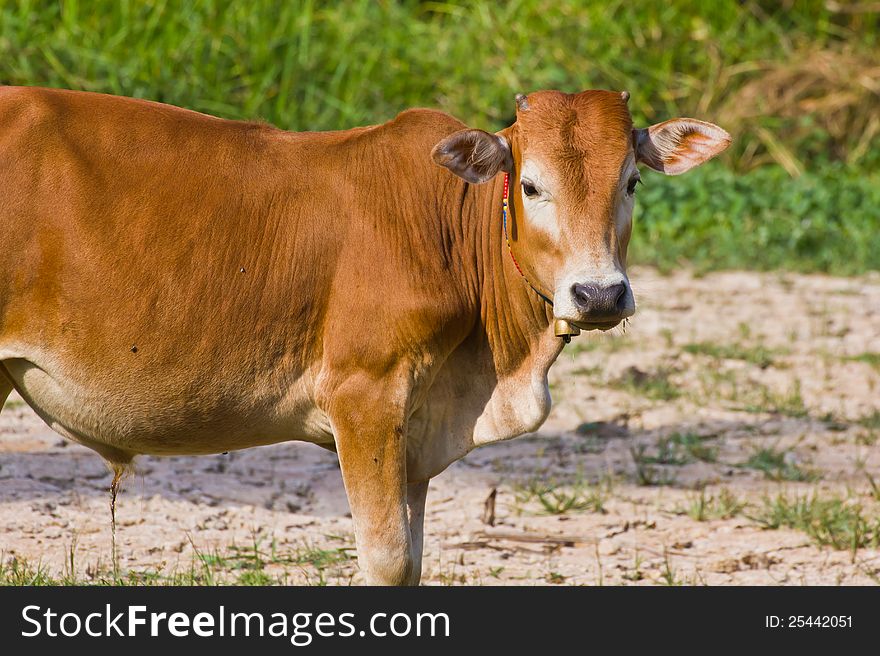 Thai cow eating grass on a farm