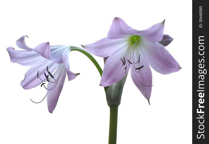Two flowers amaryllis isolated on white