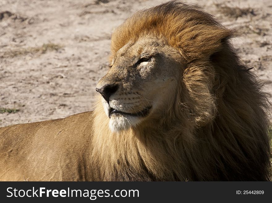 Adult Male Lion Basking