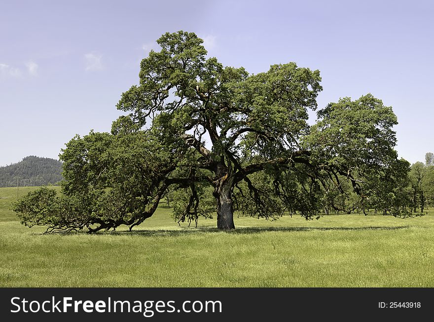 A mature oak tree in a pasture in Pope Valley, California. A mature oak tree in a pasture in Pope Valley, California