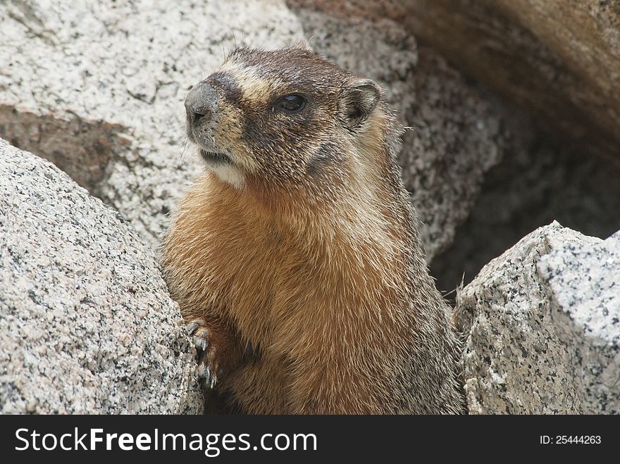Marmot, (marmota petromarmota), peeks out from is burrow in rocks at Whitney Portal, California. Marmot, (marmota petromarmota), peeks out from is burrow in rocks at Whitney Portal, California