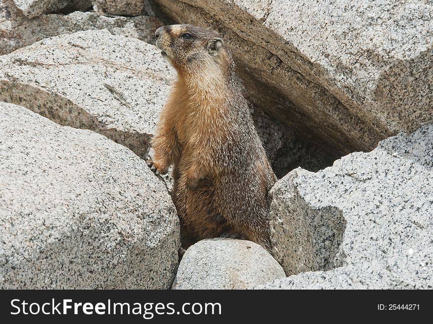 A yellow-bellied marmot, (marmota petromarmota), peeks out from is burrow in rocks at the Whitney Portal Campground in the eastern Sierra Nevada Mountains of California. A yellow-bellied marmot, (marmota petromarmota), peeks out from is burrow in rocks at the Whitney Portal Campground in the eastern Sierra Nevada Mountains of California