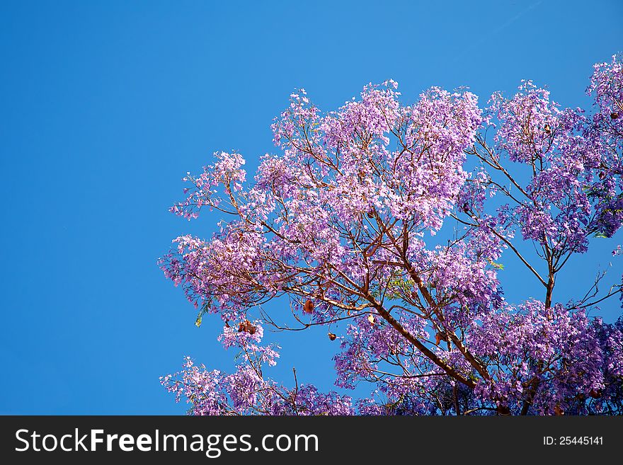 Violet tree at spring - Corfu, Greece