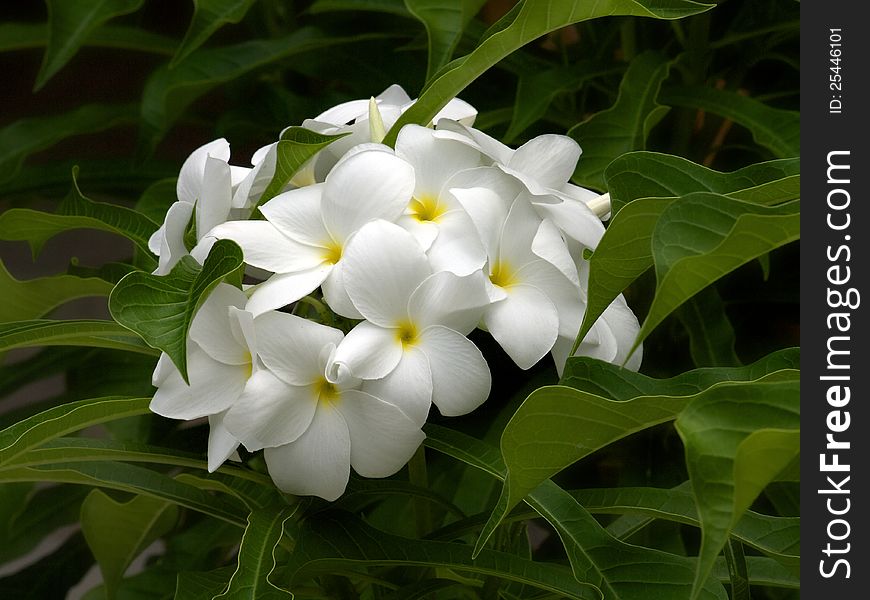 White Frangipanis or plumeria in natural environment on leaves background. White Frangipanis or plumeria in natural environment on leaves background