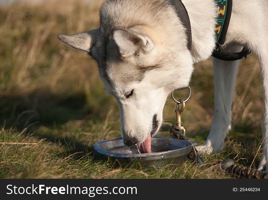 Siberian Husky Eating From A Bowl