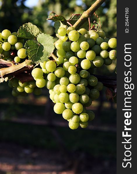 A cluster of ripe white grapes hanging on a vine