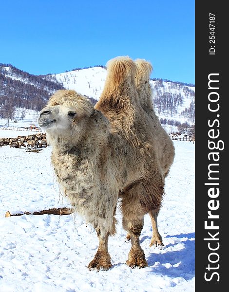 Camel in the winter in the Altai