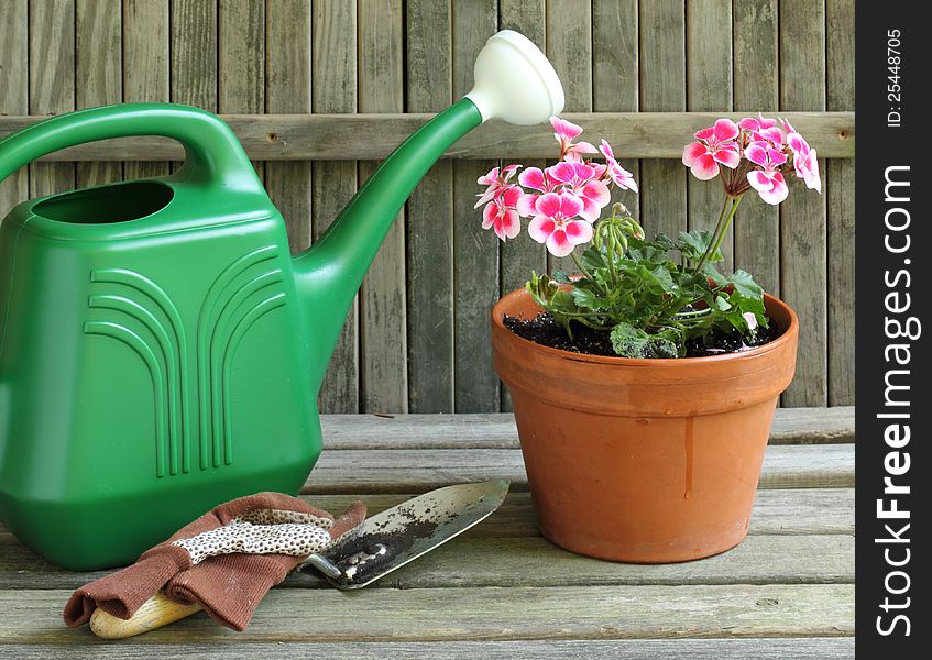 Watering a geranium plant in a pot. Watering a geranium plant in a pot