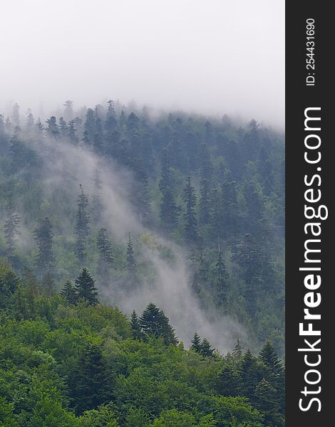 Fog on a wooded slope