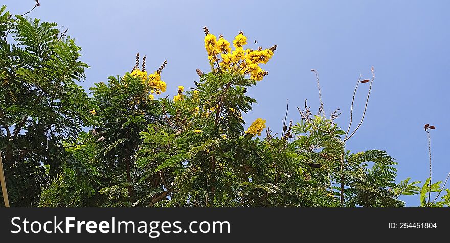 Peltophorum pterocarpum yellow flametree  snap