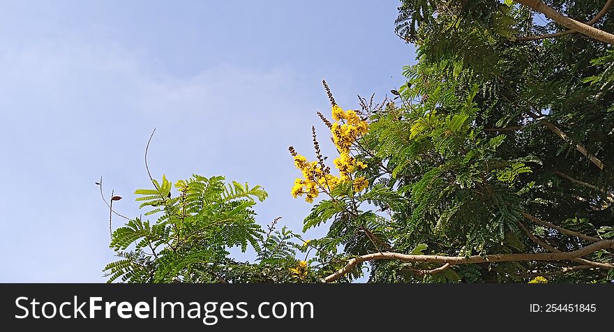 copperpod yellow flametree stock photo