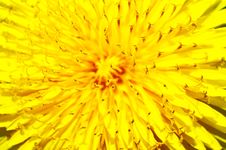 Dandelion Flower Royalty Free Stock Photo Dandelion Flower Royalty Free Stock Photo