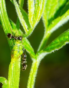 Ant Stock Photos
