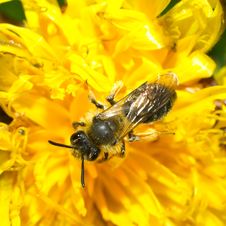 Bee Royalty Free Stock Photography Bee Royalty Free Stock Photography