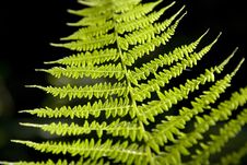 Green Fern Stock Photo Green Fern Stock Photo