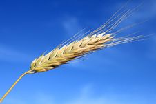Ripe Spike Closeup Royalty Free Stock Photo Ripe Spike Closeup Royalty Free Stock Photo
