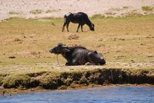 Wildebeest Resting Stock Photos