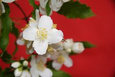 Jasmine Flowers Royalty Free Stock Images