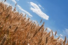 Ears Wheat Royalty Free Stock Photo Ears Wheat Royalty Free Stock Photo
